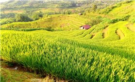 The custom of matrilocal residence in marriage of Thai people