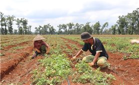 Gia Lai: Không để ai bị bỏ lại phía sau trong công cuộc giảm nghèo