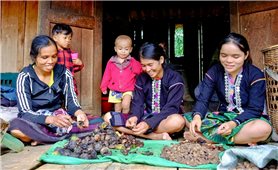 Từ một loại hạt hoang dại trong rừng đến những hợp đồng hợp tác mang tầm quốc tế