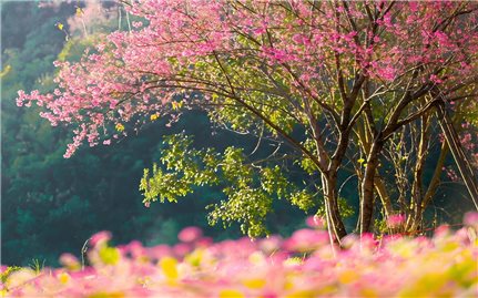 Hoa tớ dày níu chân lữ khách