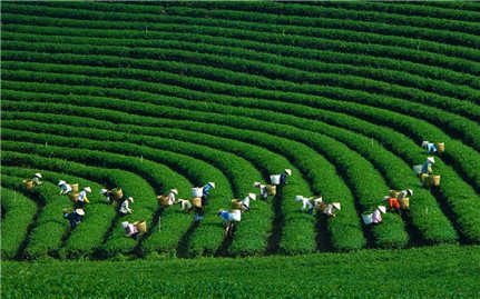 Developing organic agriculture in the Northern mountainous region: Current situation and solutions