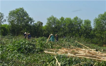 Phát triển kinh tế lâm nghiệp từ nguồn lực Chương trình mục tiêu quốc gia