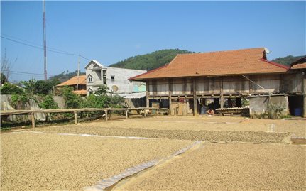 Sơn La: Nông nghiệp là trụ đỡ kinh tế của đồng bào dân tộc thiểu số