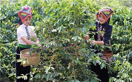 Chương trình MTQG 417 giúp cho Sơn La phát huy tiềm năng, lợi thế, tạo sinh kế bền vững cho đồng bào dân tộc thiểu số Sơn La