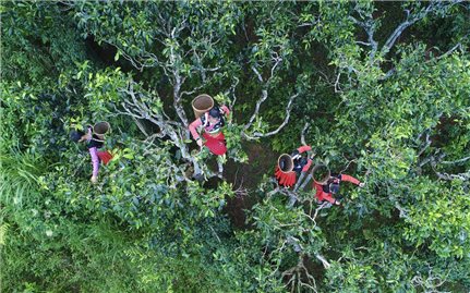 Kinh tế xanh và chuyển đổi số ở vùng miền núi Tây Bắc