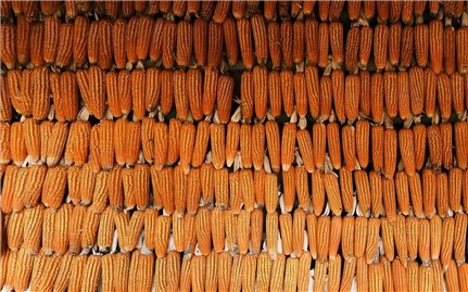 Nhà ngô Màng Mủ, lời thì thầm từ 