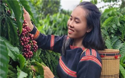 Jrai Ialy Coffee - Thương hiệu cà phê của người Jrai