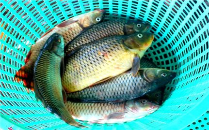 Đầu năm ăn cá chép cầu may