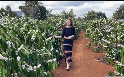 Tây Nguyên mùa hoa trắng