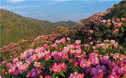 Chiêm ngưỡng sắc hoa đỗ quyên trên đỉnh Pu Ta Leng