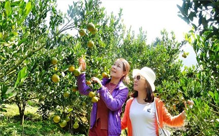 Nâng cao giá trị nông nghiệp qua du lịch trải nghiệm