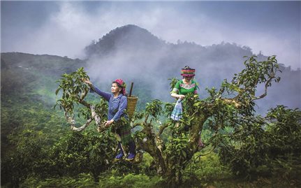 Chè Shan tuyết Giàng Pằng - Hương vị cũ, cách làm mới