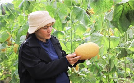 Người phụ nữ Hrê với khát vọng làm giàu từ 