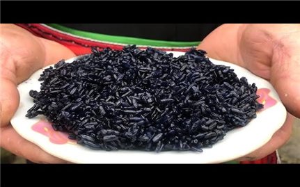 Món xôi đen truyền thống trong dịp Tết Thanh minh của đồng bào Tày, Nùng