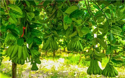 Trồng Phật thủ - Hướng đi mới trên đất Liên Châu