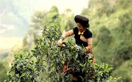 Kho tri thức sống của đồng bào Mông ở Sơn La