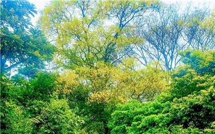 Sắc vàng lim xẹt thắp sáng rừng nguyên sinh Kon Chư Răng