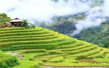 Khai thác hiệu quả “kho báu xanh” giữa đại ngàn
