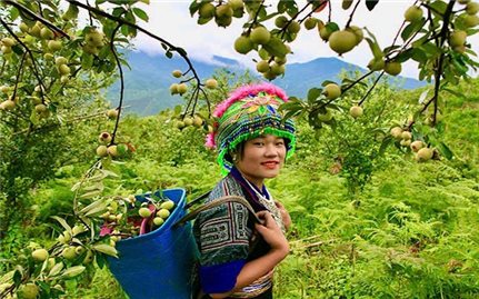 Đánh thức giá trị kinh tế cây sơn tra