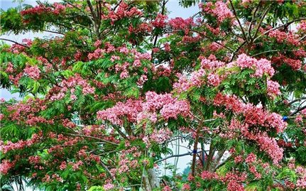 Tháng 5 về ngắm muồng hoa đào nở rực bên nhà rông làng Ơp