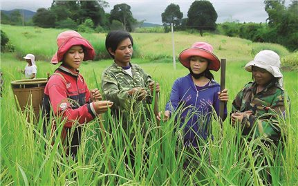 Ban hành Thông tư hướng dẫn thực hiện một số nội dung Chương trình mục tiêu quốc gia xây dựng nông thôn mới, giảm nghèo bền vững và phát triển kinh tế - xã hội vùng đồng bào dân tộc thiểu số và miền núi giai đoạn 2026-2030