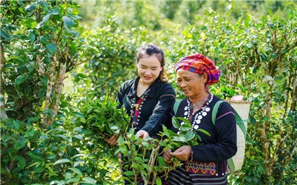 Húc Green - Hướng đi mới cho cây chè Khe Sanh