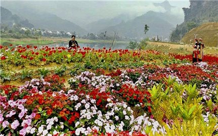 Những vạt hoa bên dòng sông Gâm