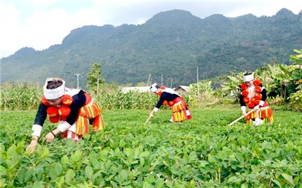 Kết quả triển khai Dự án 1 Chương trình MTQG 1719: Tác động đồng thời đến an cư, sinh kế và điều kiện sống ở vùng đồng bào dân tộc thiểu số và miền núi