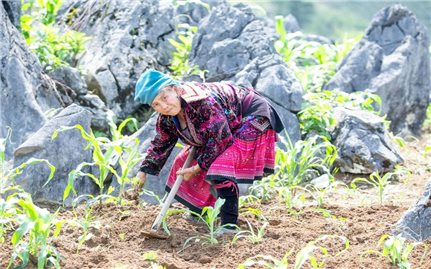 Điều kỳ diệu từ những nương ngô trên núi đá