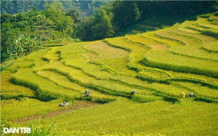 Mùa vàng giữa núi rừng xứ Thanh
