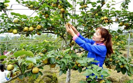 Người dân ở Mường Hum trồng lê không chỉ để bán quả