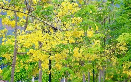 Muồng hoàng yến khoe sắc vàng giữa núi rừng Tây Bắc