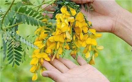 Bông điên điển - Hương vị đặc trưng của miền Tây Nam Bộ