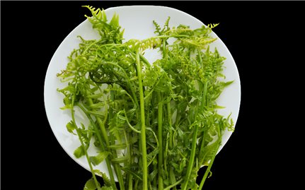 Rau dớn rừng chinh phục khẩu vị của người miền xuôi