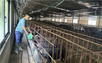 Liên kết sản xuất lợn đen - Hướng phát triển kinh tế hiệu quả ở xã Bum Tở