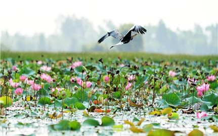 Mùa nước nổi về miền Tây
