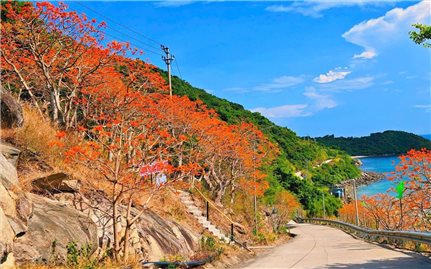 Theo mùa hoa ngô đồng đỏ tìm về Cù Lao Chàm