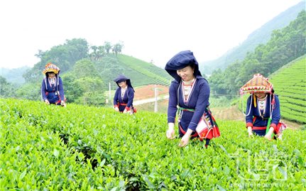 Hướng dẫn quản lý, theo dõi trình độ phát triển vùng đồng bào dân tộc thiểu số và miền núi