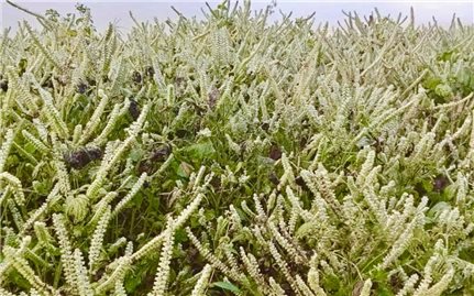 Giống vừng đặc hữu của đồng bào dân tộc thiểu số Cao Bằng mang tên Ngà hoóc