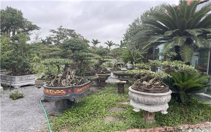 The Bui family’s ornamental plant craft