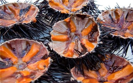Mắm nhum - Món quà tinh túy từ biển cả