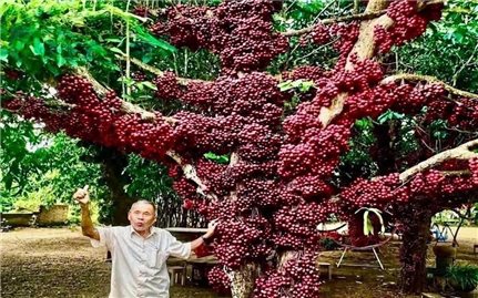 Những cây cổ thụ kể chuyện đất và người Vân Hòa