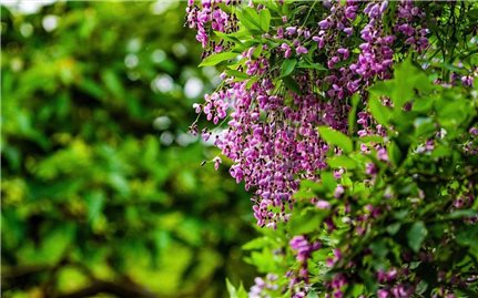 Có một sắc hoa rất riêng trên bán đảo Sơn Trà