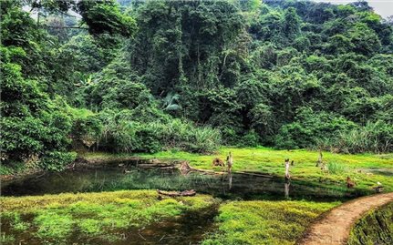 Rừng là hiện thân của Mẹ thiên nhiên - Nơi con người được nuôi dưỡng và bao bọc
