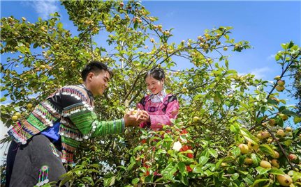 Tạo giá trị gia tăng cho cây Sơn tra Nậm Nghẹp