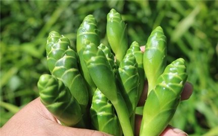 Hoa gừng - Từ món ăn vùng cao đến tiềm năng dược liệu