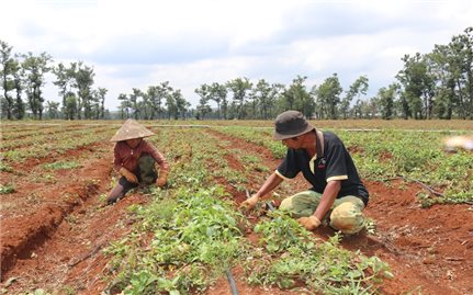 Gia Lai: Không để ai bị bỏ lại phía sau trong công cuộc giảm nghèo