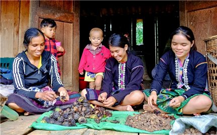 Từ một loại hạt hoang dại trong rừng đến những hợp đồng hợp tác mang tầm quốc tế