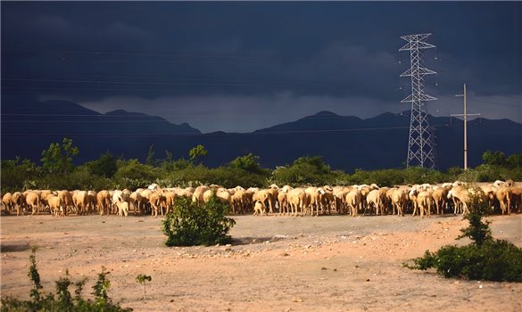Theo dấu chân du mục trên Đồng cừu An Hòa