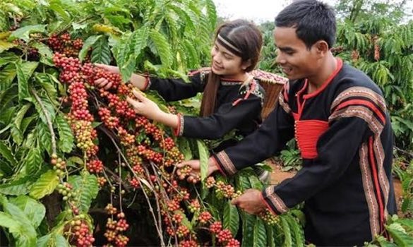 Lâm Đồng: Hỗ trợ lãi suất vay vốn đối với hộ đồng bào dân tộc thiểu số giai đoạn 2026 - 2030